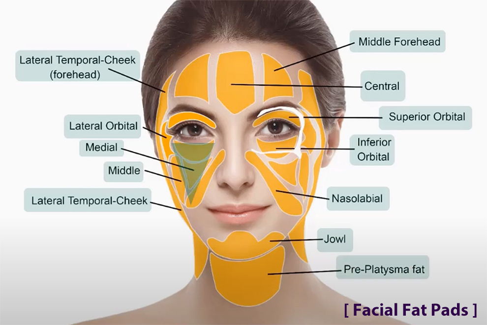 얼굴 지방 구역